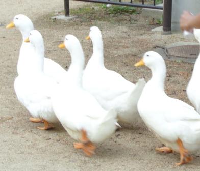 毎日のイベント 姫路市立動物園