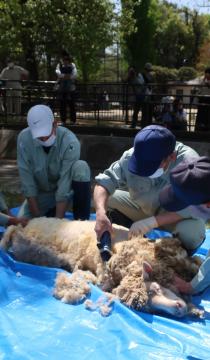 昨年の羊の毛刈りの写真