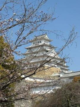 姫路城と桜の写真