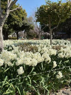 園内の花の写真