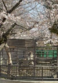 桜とシマウマの写真