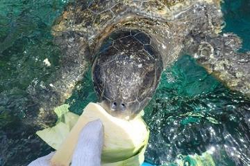 キャベツを食べるアオウミガメ