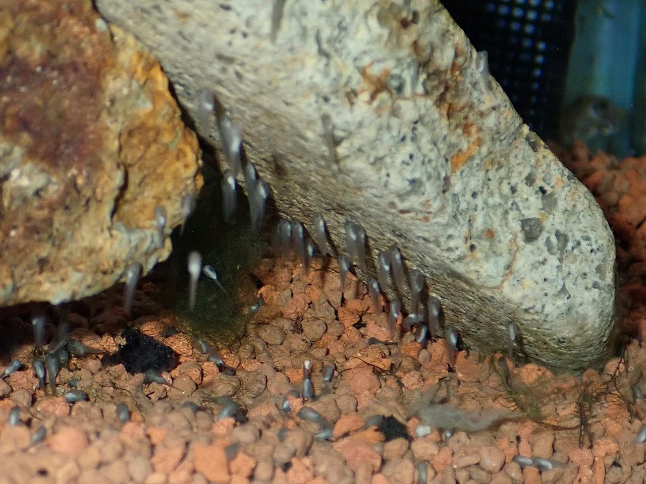 岩の裏にびっしりくっつくツチガエルのオタマジャクシ