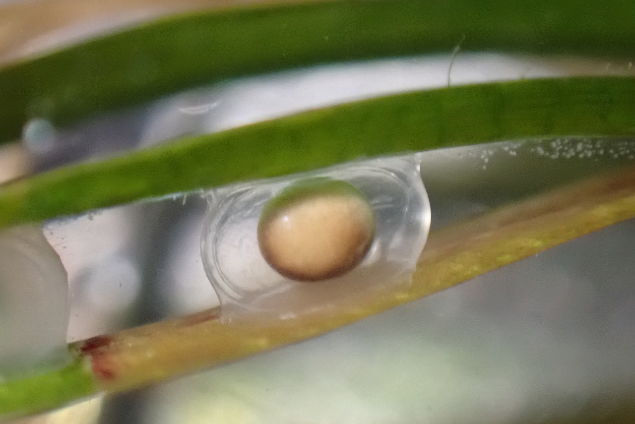 水草に産み付けられたアカハライモリの卵