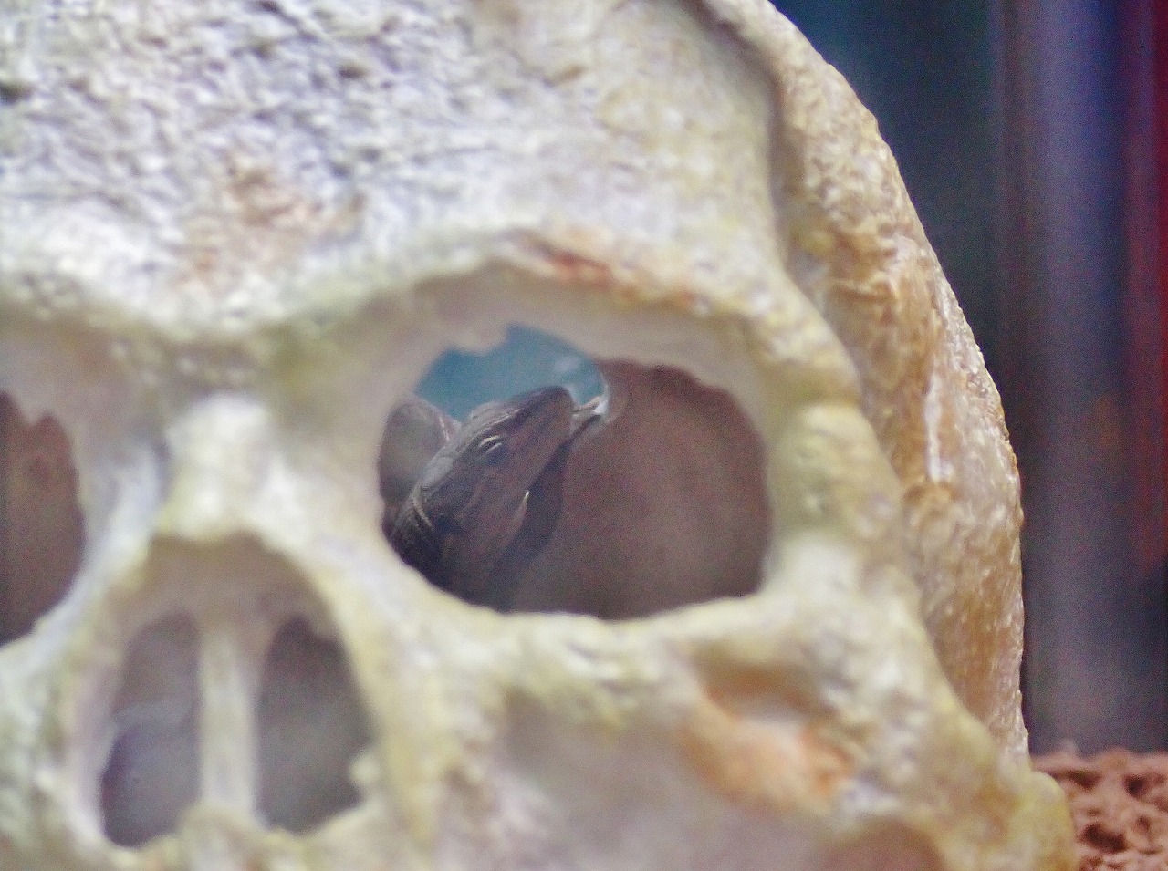 頭蓋骨の隠れ家の中で寝るカナヘビ