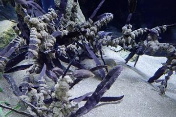 コウイカの卵が付いている海藻