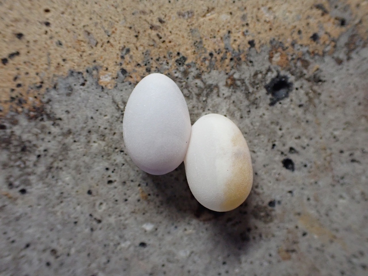 ニホンヤモリの卵