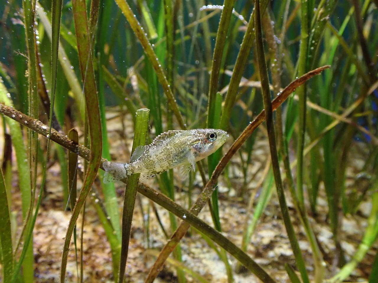 タケノコメバル