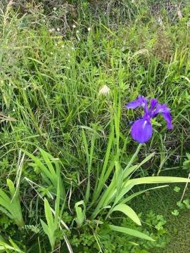 カキツバタの写真