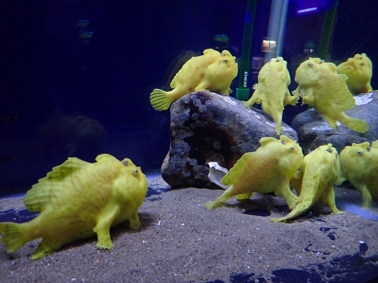 展示側からのカエルアンコウ