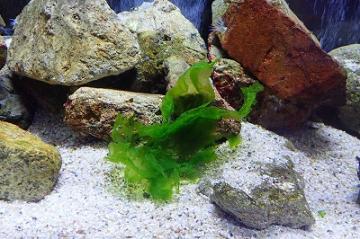 アメフラシの餌の海藻（アオサ）