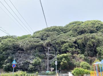 手柄山のサギ