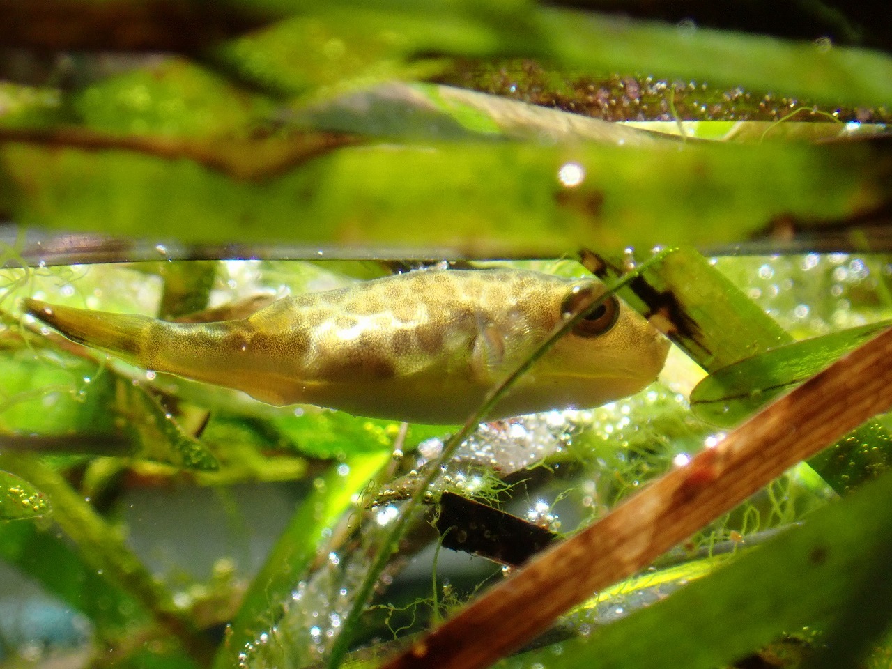 水面近くのアマモに隠れるヒガンフグ