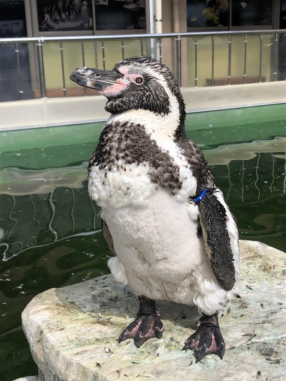 お腹の羽が抜けているフンボルトペンギン