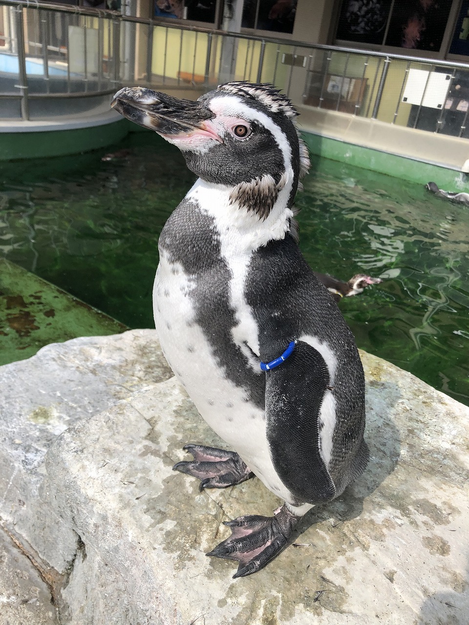 頭と尾に古い羽が残るフンボルトペンギン