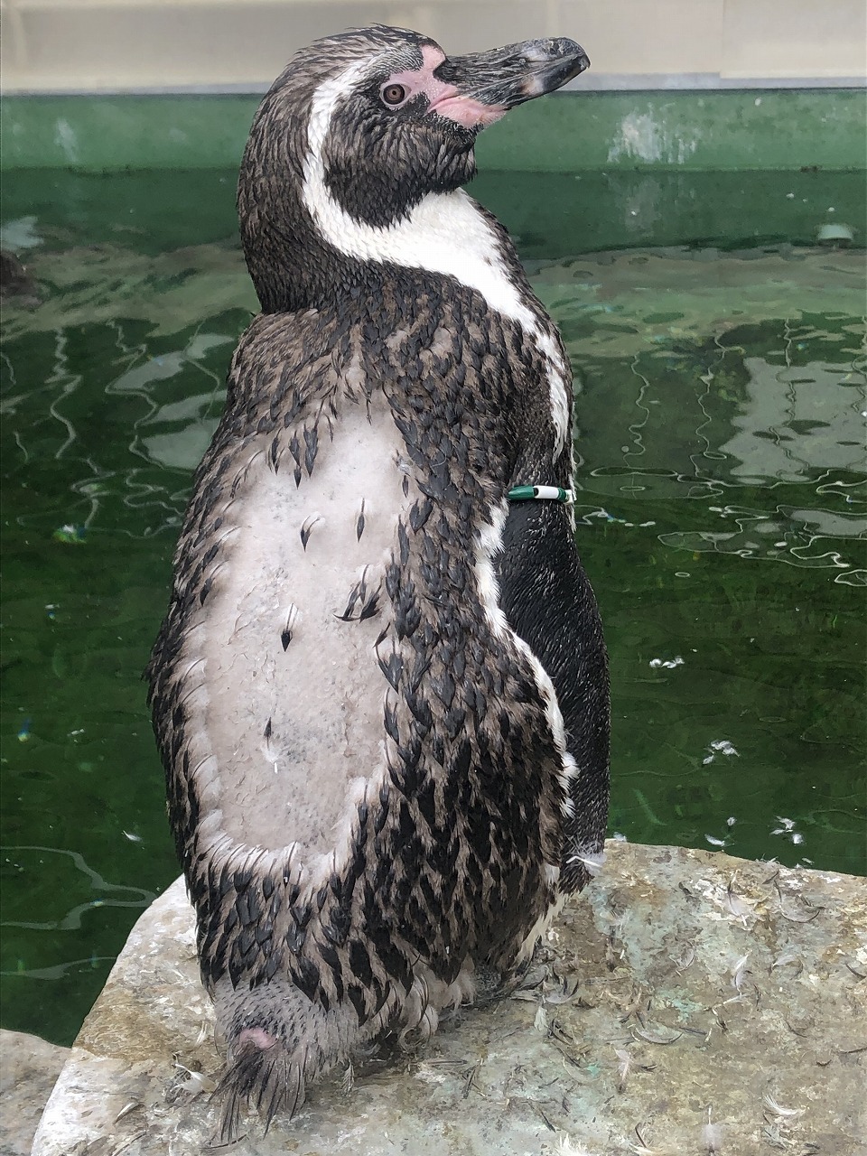 換羽が始まったフンボルトペンギン