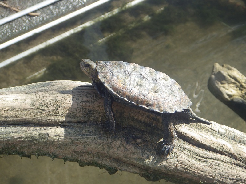 イシガメ日光浴