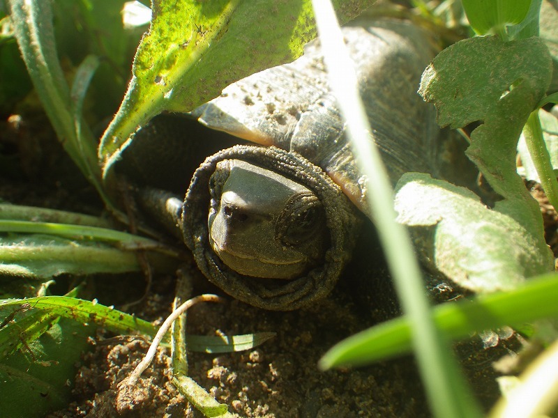 イシガメの顔