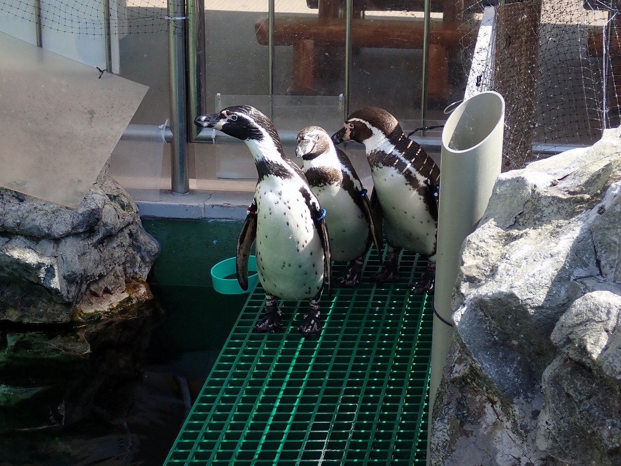 扉の前でこちらをみるペンギン