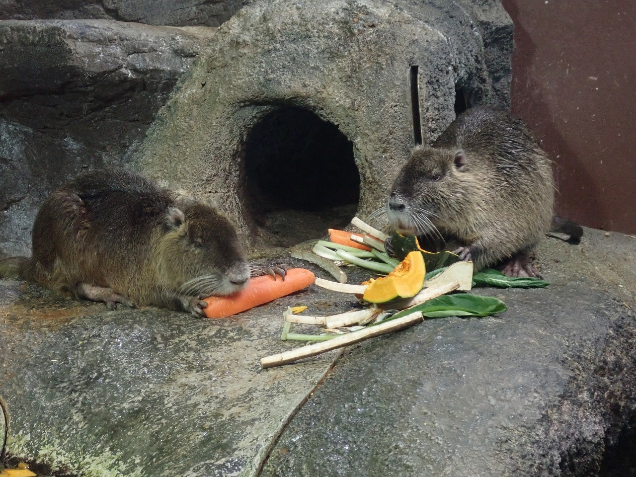 2頭仲良くエサを食べるヌートリア