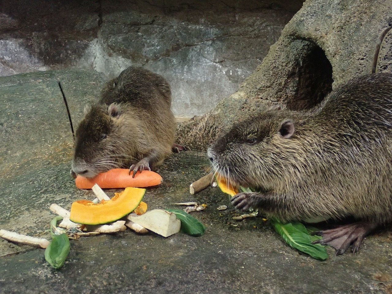 それぞれカボチャとニンジンを食べている2頭のヌートリア