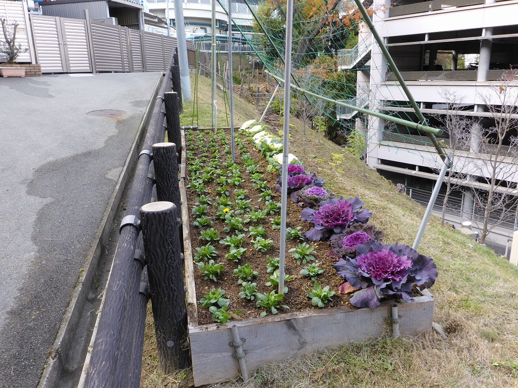 葉牡丹を植えこんだ花壇の様子1