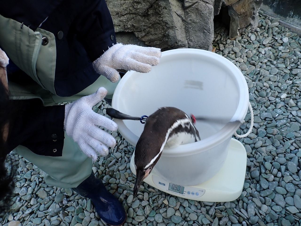 樽から飛び出そうとジャンプするペンギン