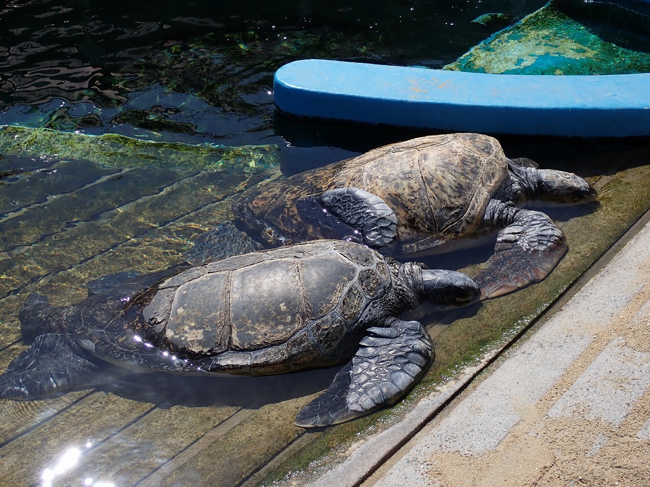 2頭のアオウミガメが仲良く日向ぼっこ（横から）