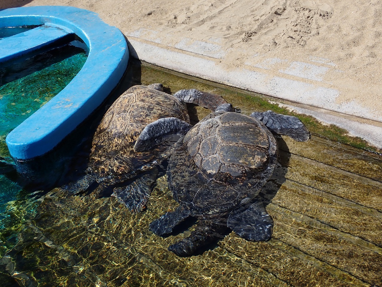 2頭のアオウミガメが仲良く日向ぼっこ(後ろから)