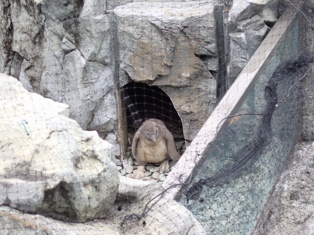巣穴から1歩踏み出したフンボルトペンギンのヒナ