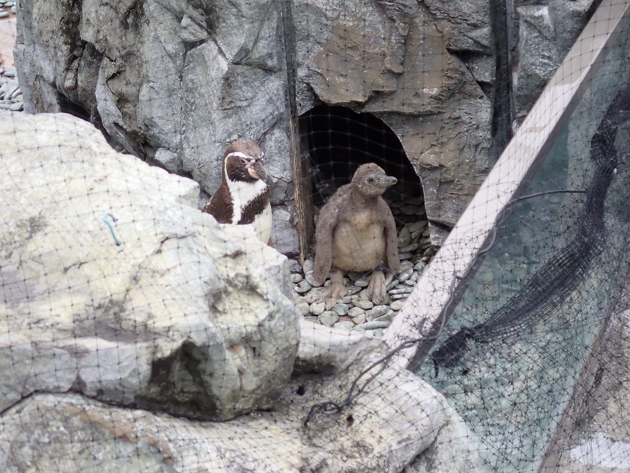 心配で見に来た親ペンギンとペンギンのヒナ