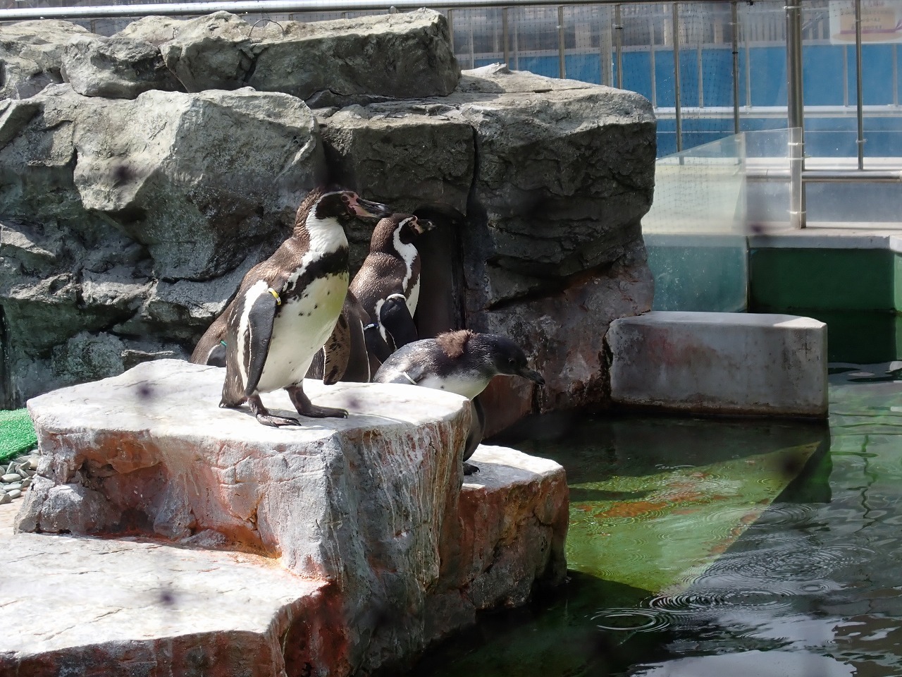 プールをのぞき込むフンボルトペンギンの雛