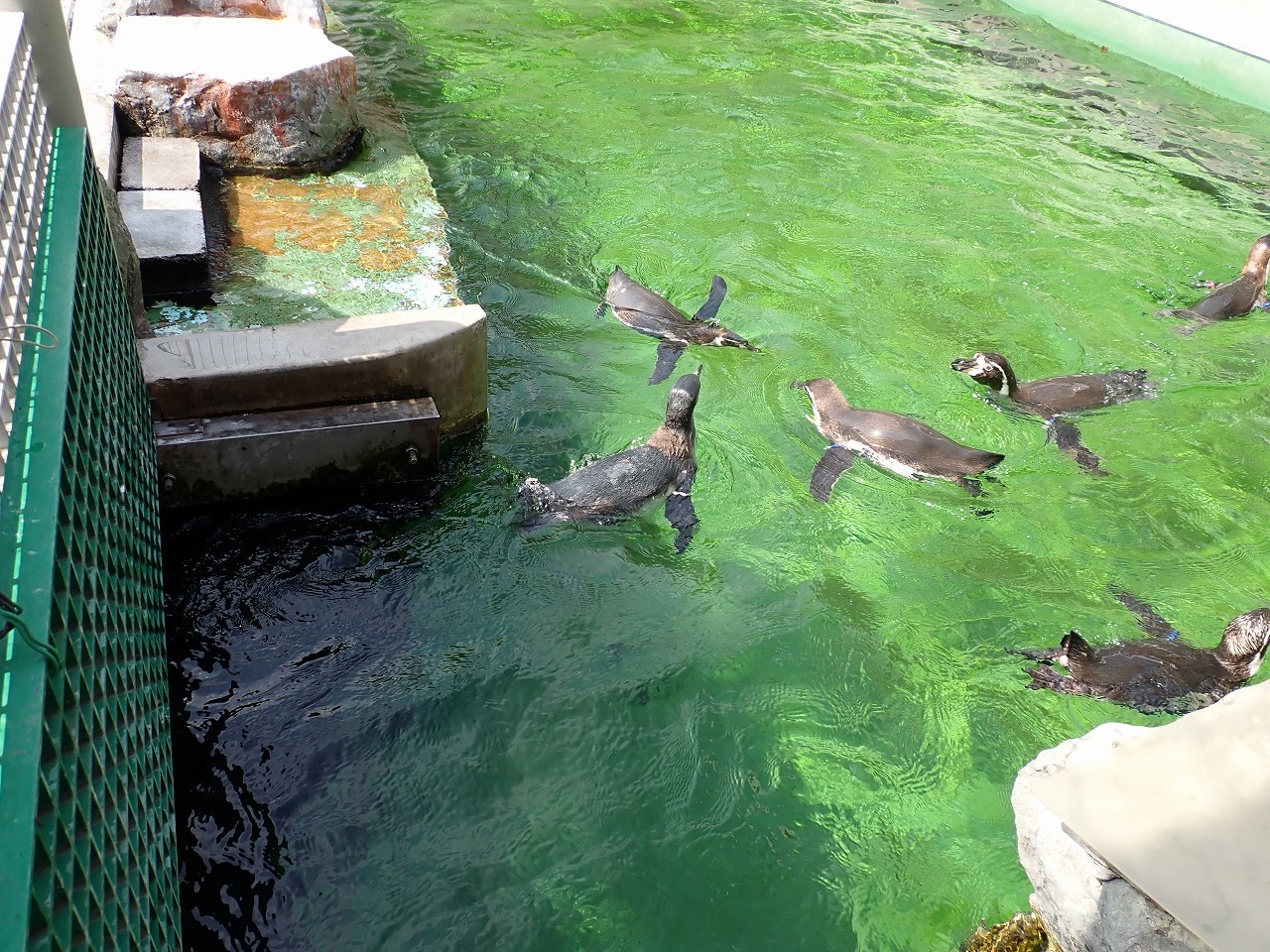 大人のペンギンに交じって一生懸命泳ぐ雛