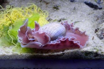貝殻を持ったウミウシの仲間 ミスガイ