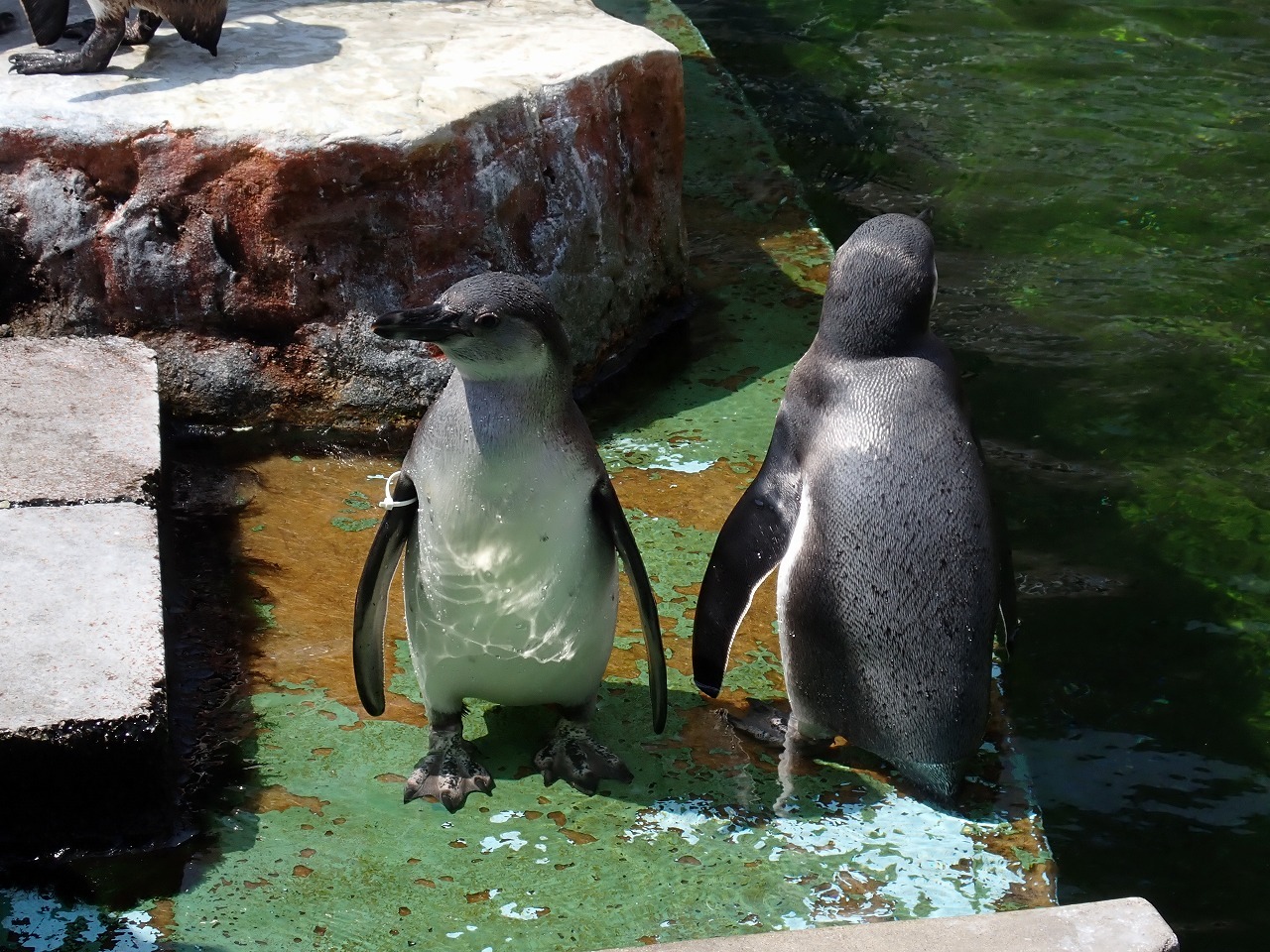 並んでいるフンボルトペンギンの雛たち