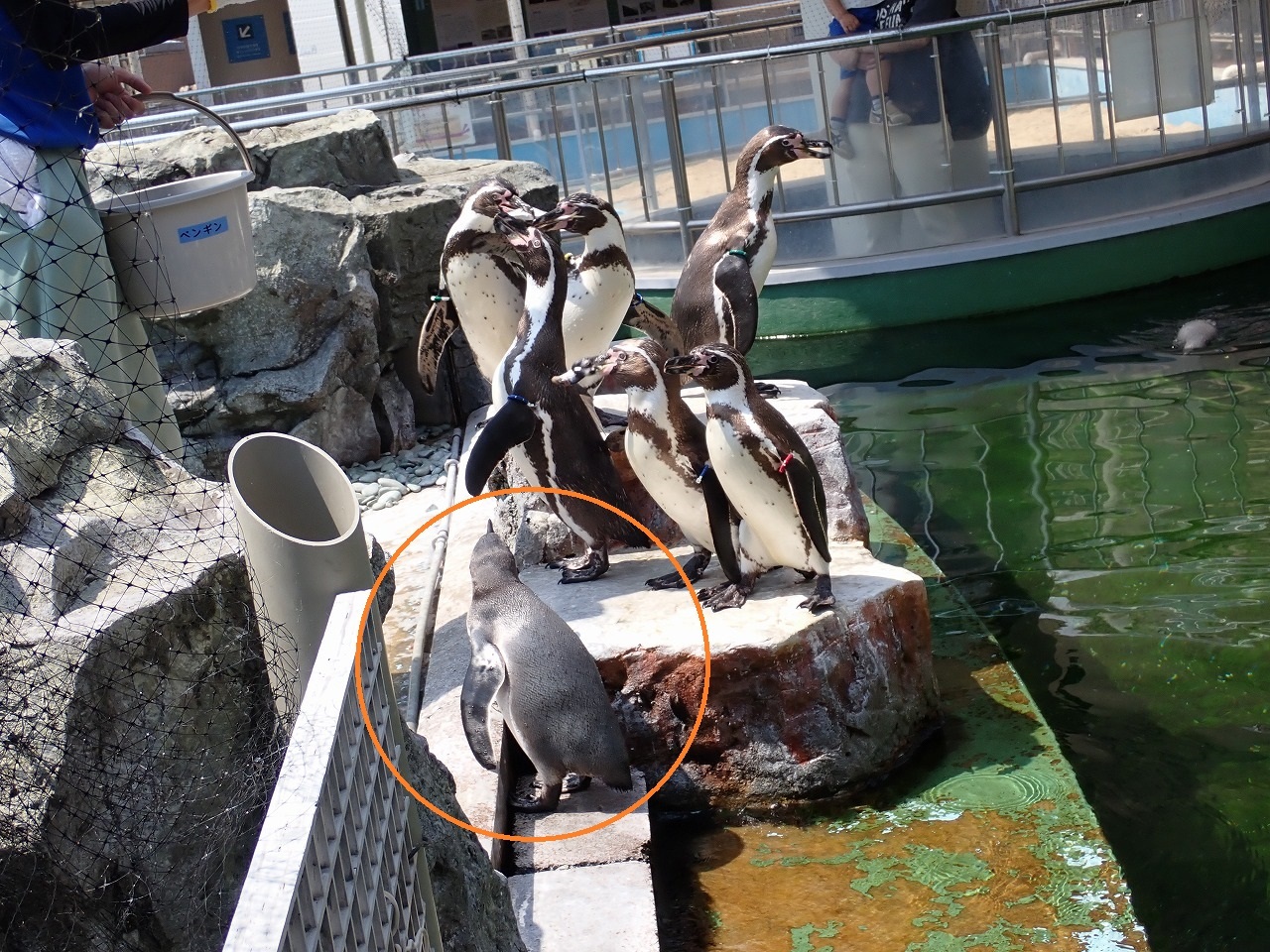 飼育員からエサをもらうほかのペンギンたちを興味深々に見ている雛