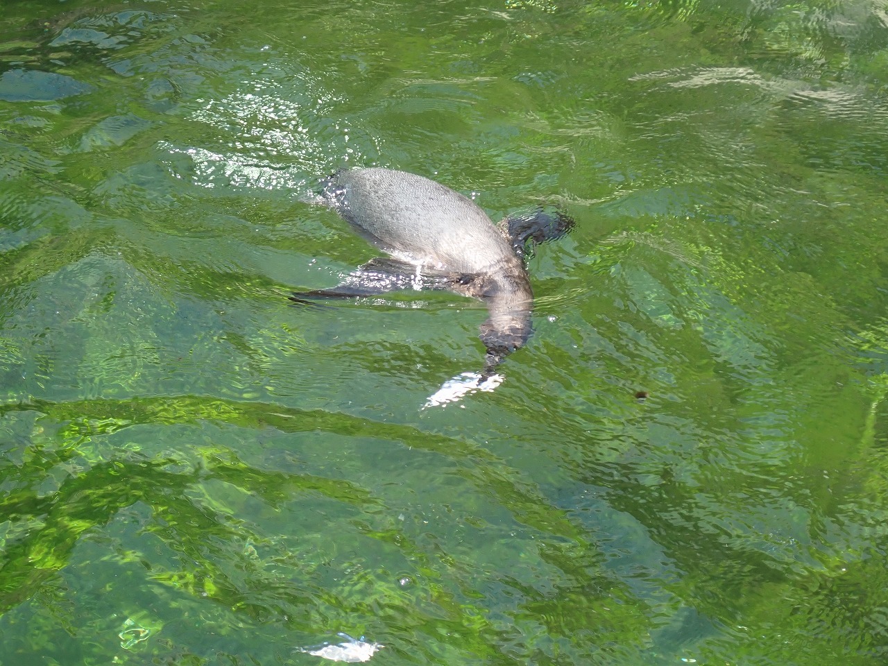 水中のアジをくわえている雛