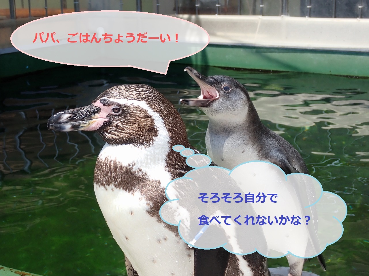 親ペンギンにエサをねだる雛