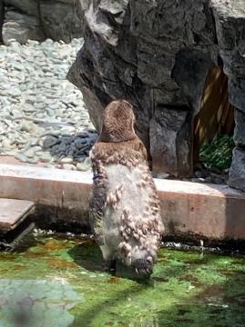 フンボルトペンギンの換羽の写真