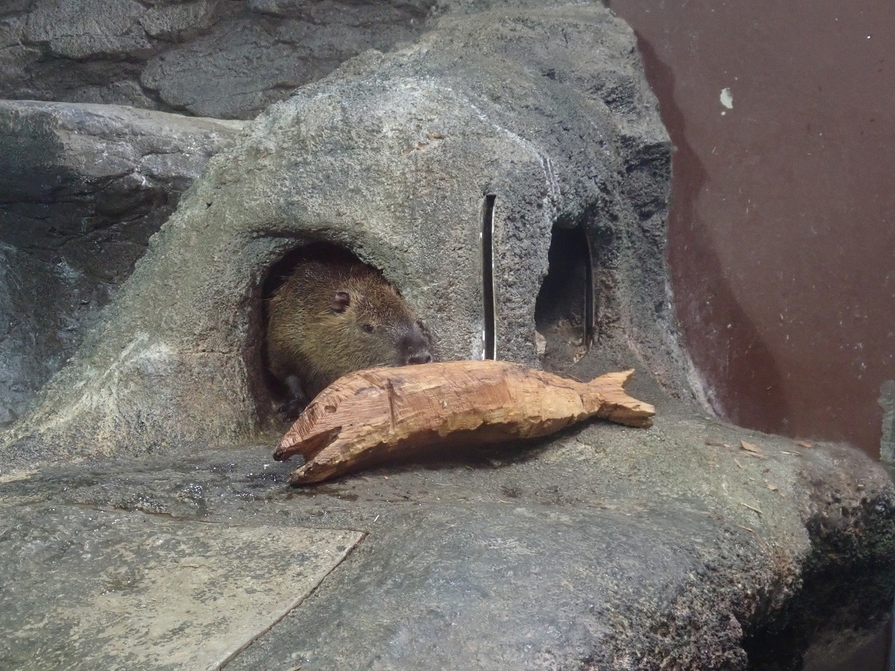 巣穴から出て魚型の木の匂いを嗅いでいる