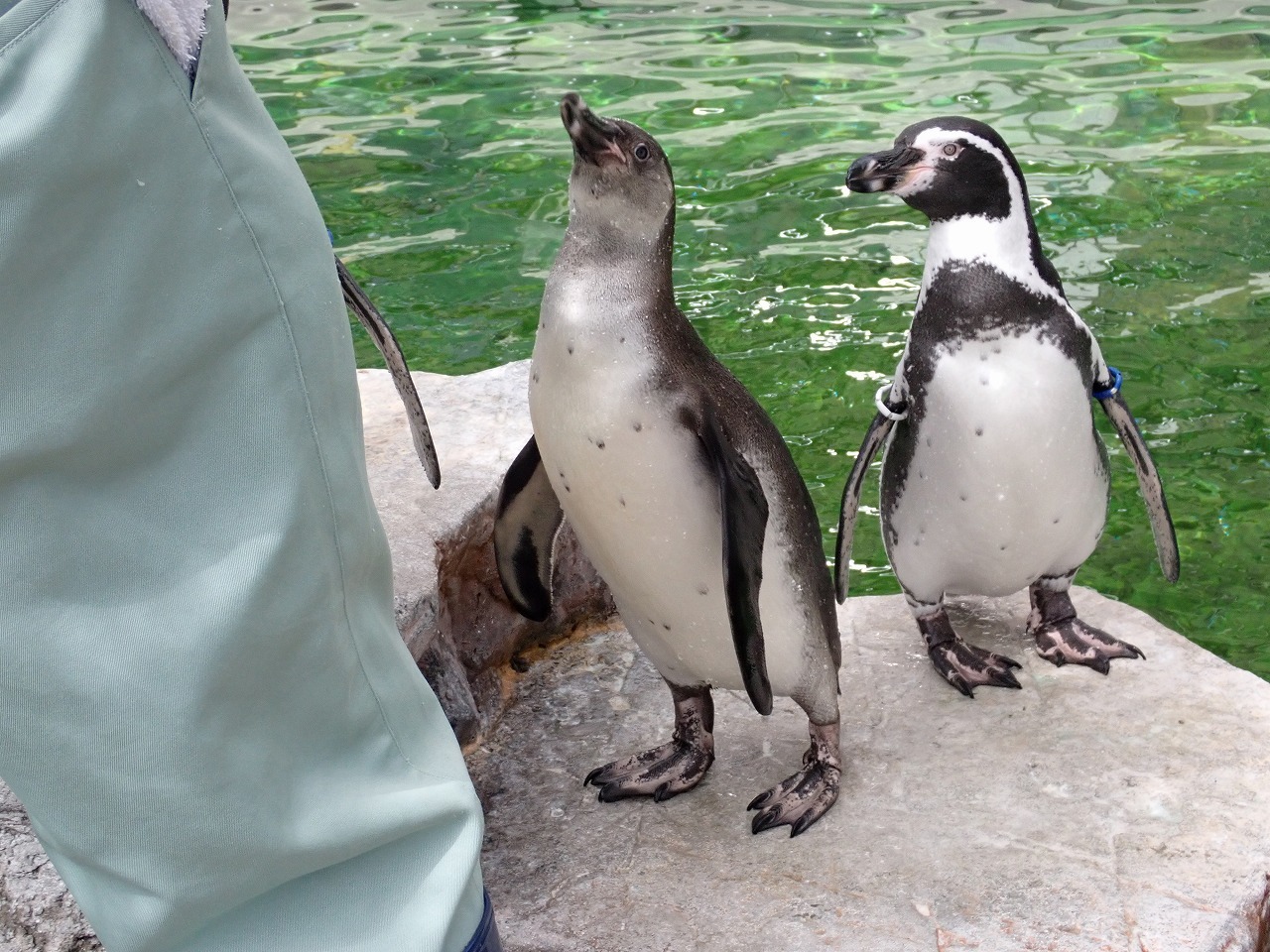 飼育員の目の前でエサを待つフンボルトペンギンの雛