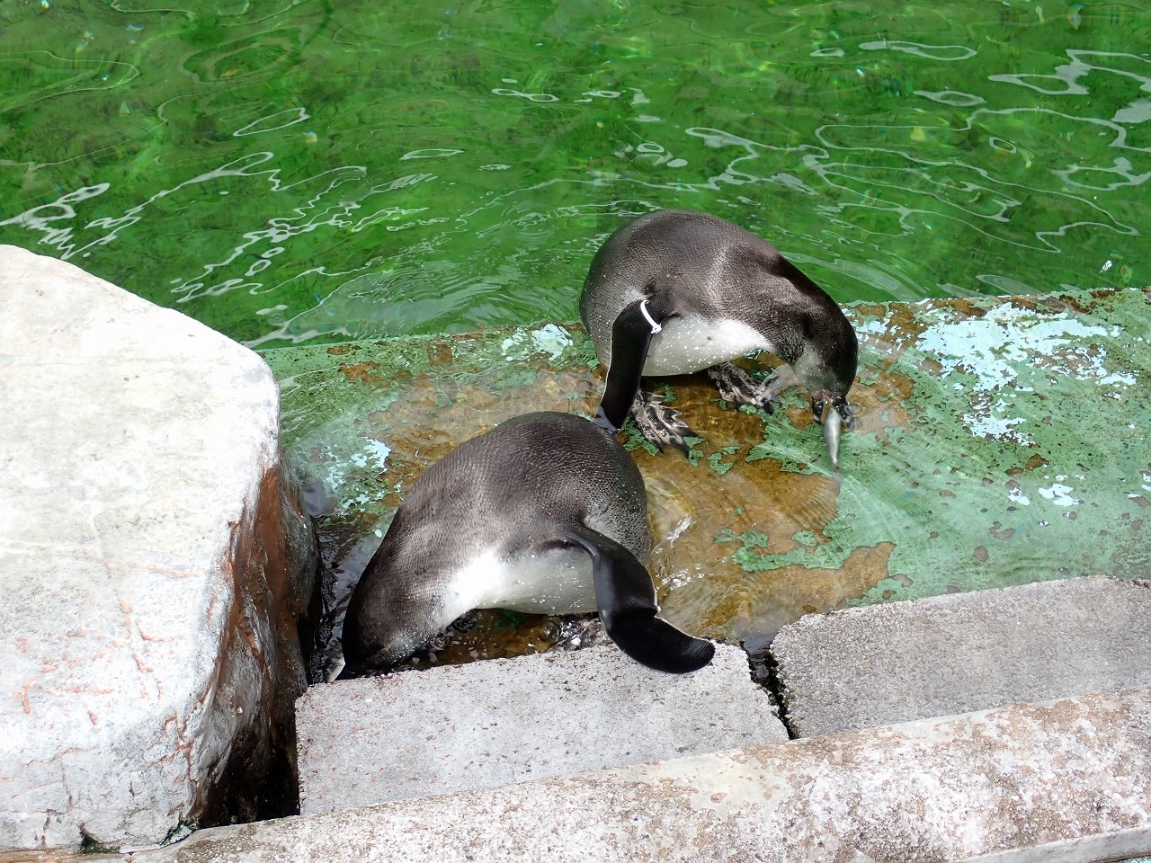 水中に落ちたアジを拾うフンボルトペンギンの雛