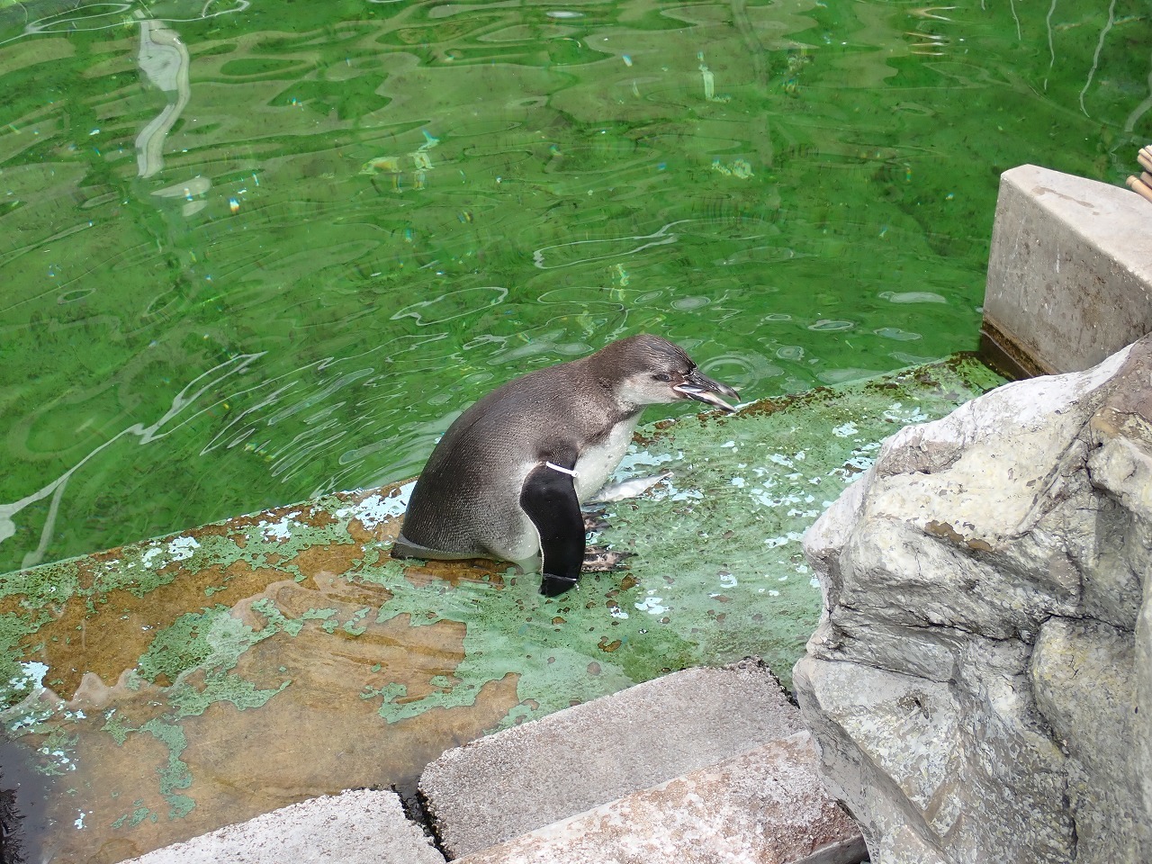 くわえたアジを飲み込むフンボルトペンギンの雛