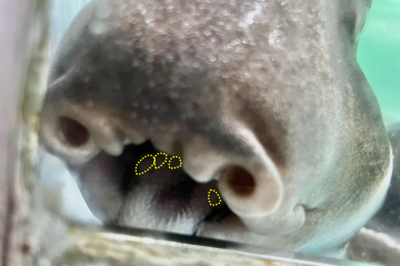 ネコザメの口元。口の奥に平たい歯が見える