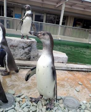 ペンギンの幼鳥と成鳥