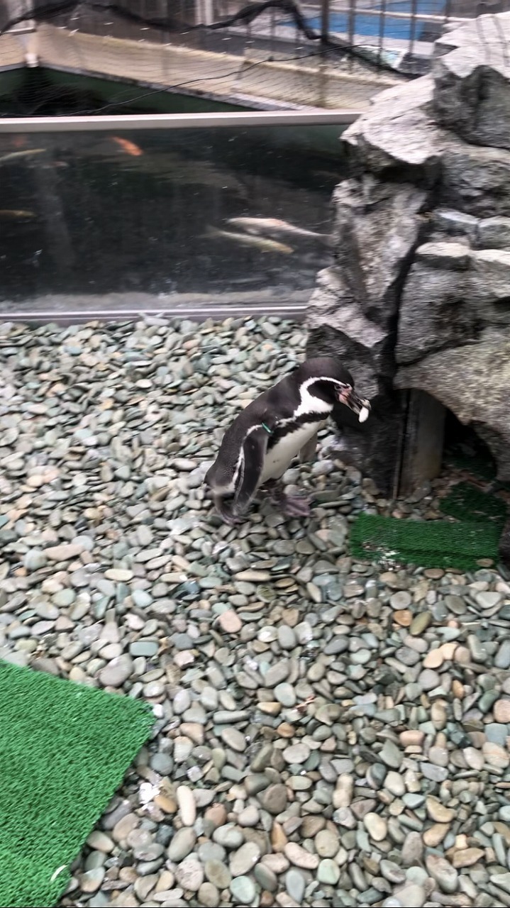 ほかのペンギンが巣材として集めた石を盗り、自分の巣穴へ持っていくペンギン