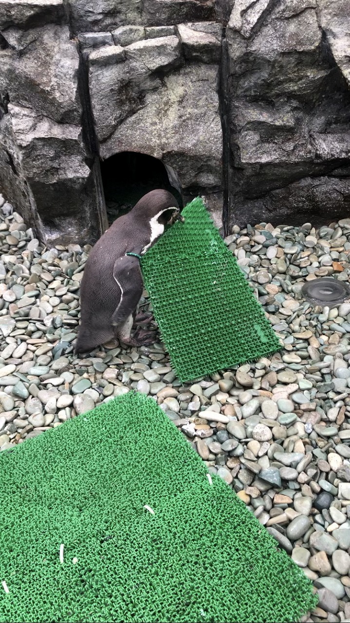 ほかの巣穴の人工芝を自分の巣穴に運ぶペンギン