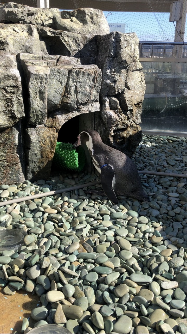 ほかの巣穴から人工芝を引っ張り出しているペンギン