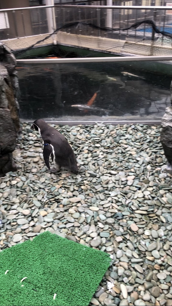 ほかのペンギンが使っている巣穴に入っていくペンギン