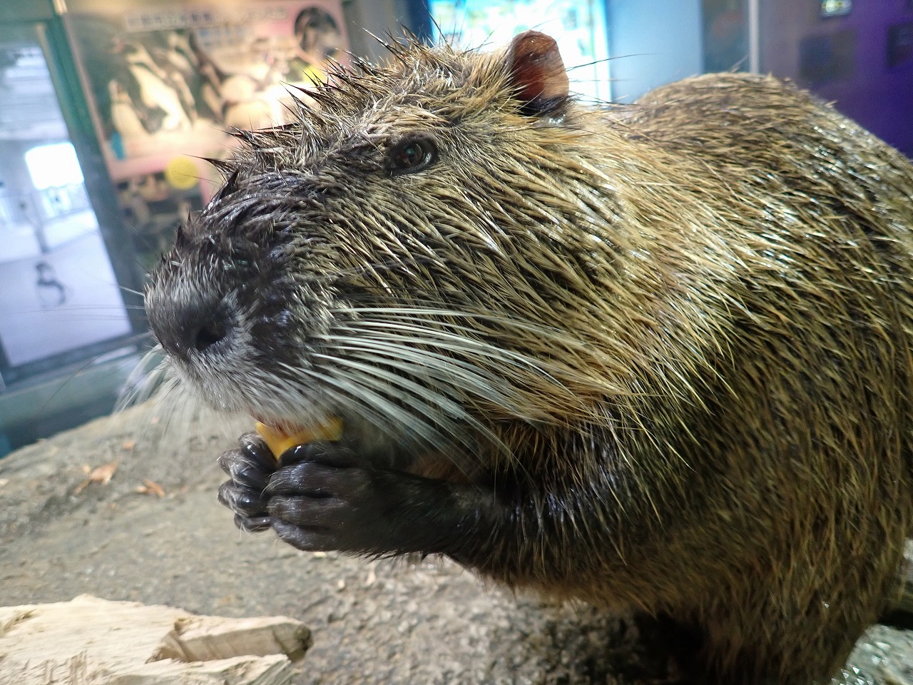 前あしでカボチャを持って食べるヌートリア